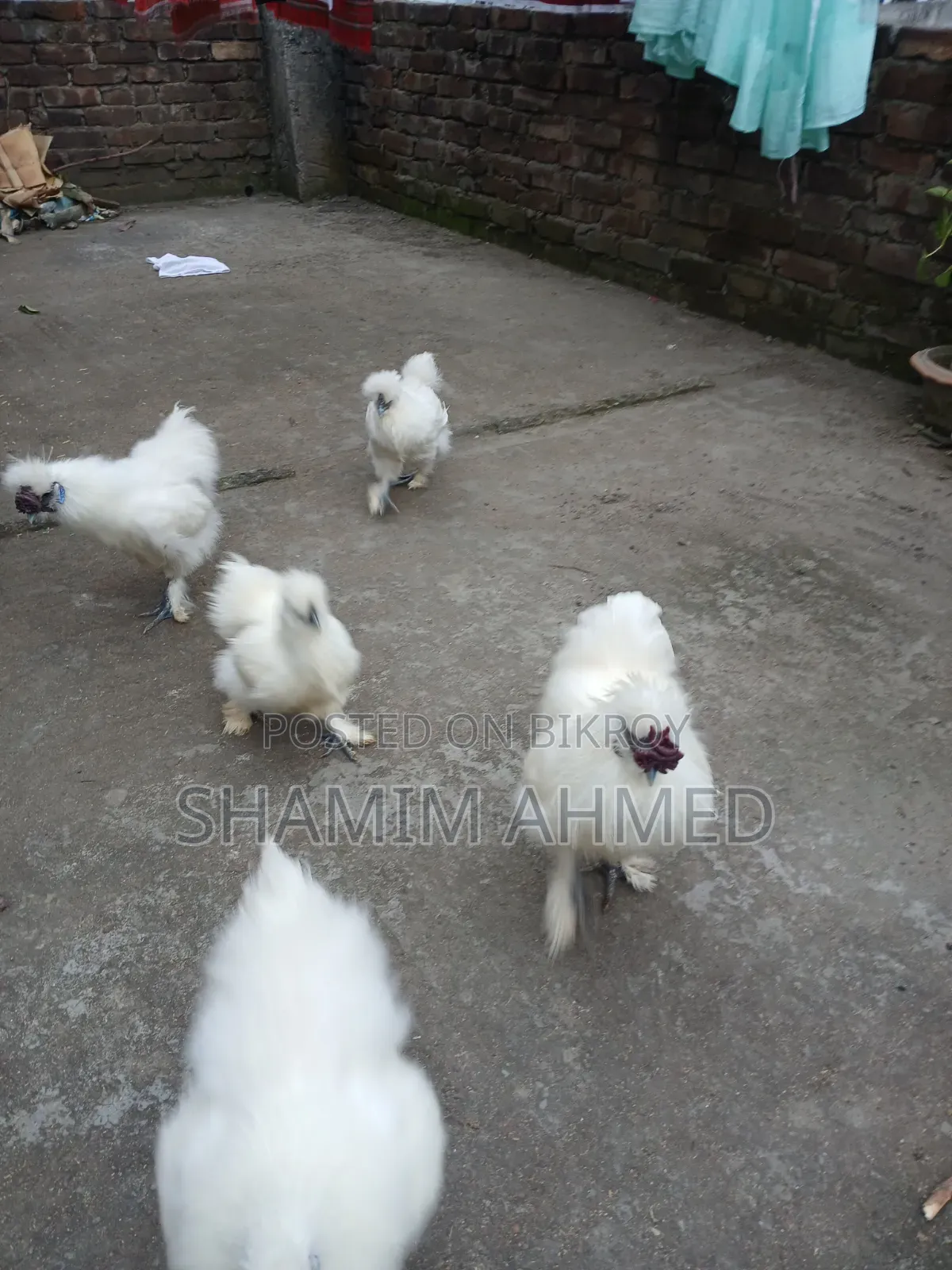 Running European Silkie Rooster and Hen