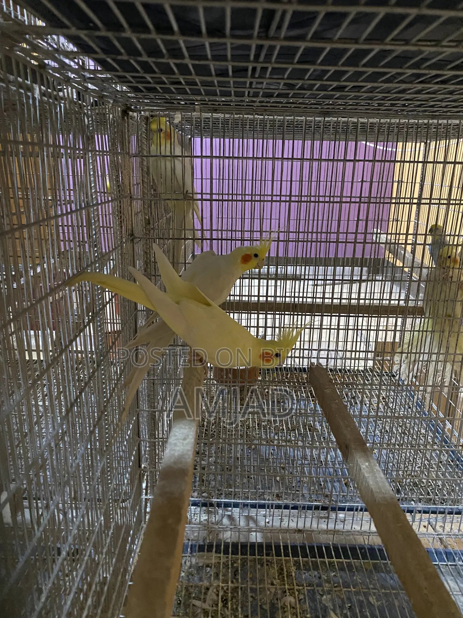 ককাটেল ব্রিডিং পেয়ার