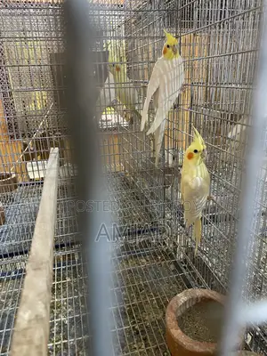 ককাটেল ব্রিডিং পেয়ার