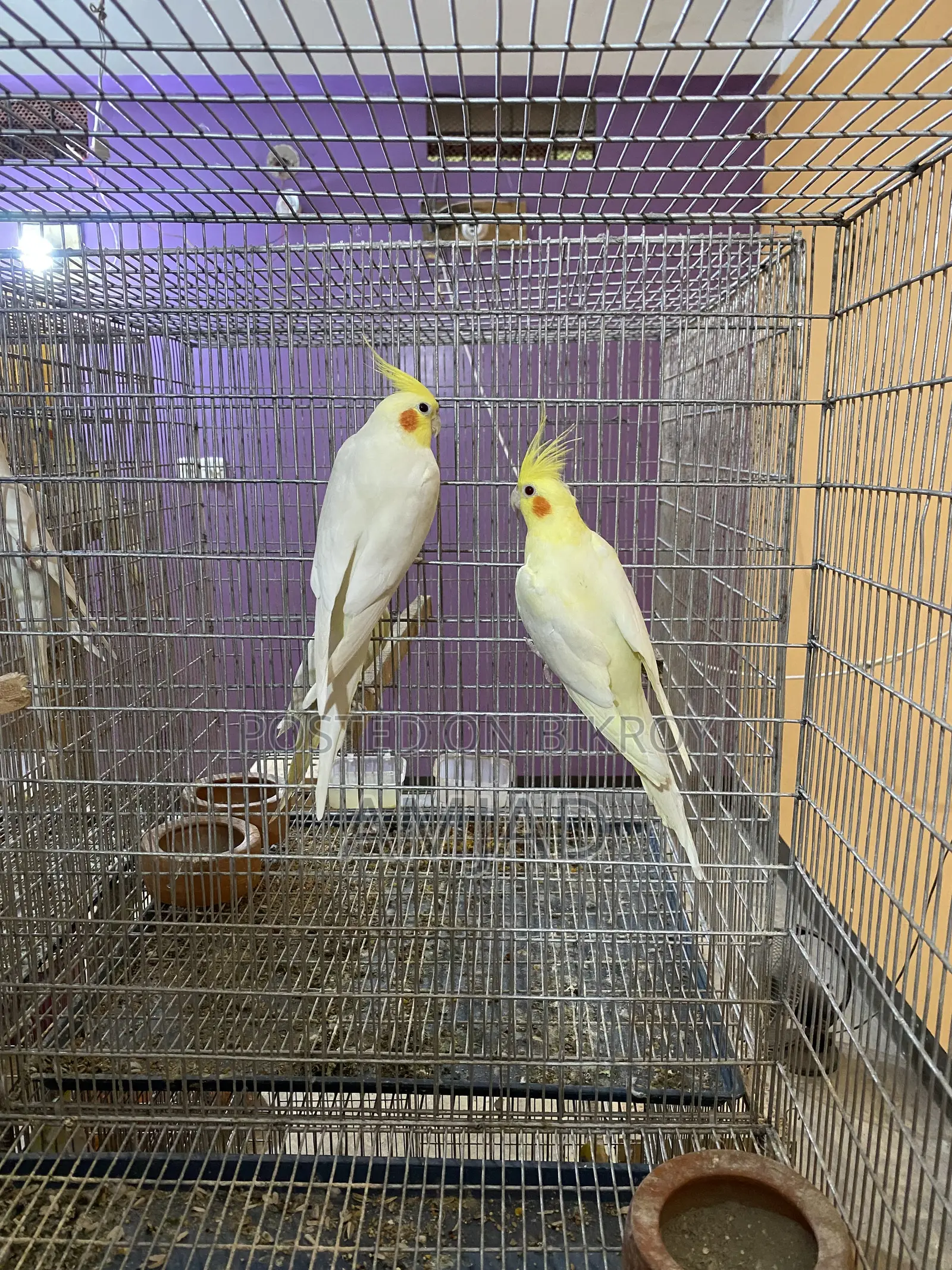 ককাটেল ব্রিডিং পেয়ার