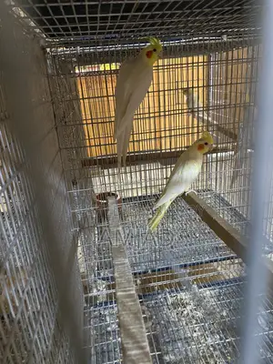ককাটেল ব্রিডিং পেয়ার