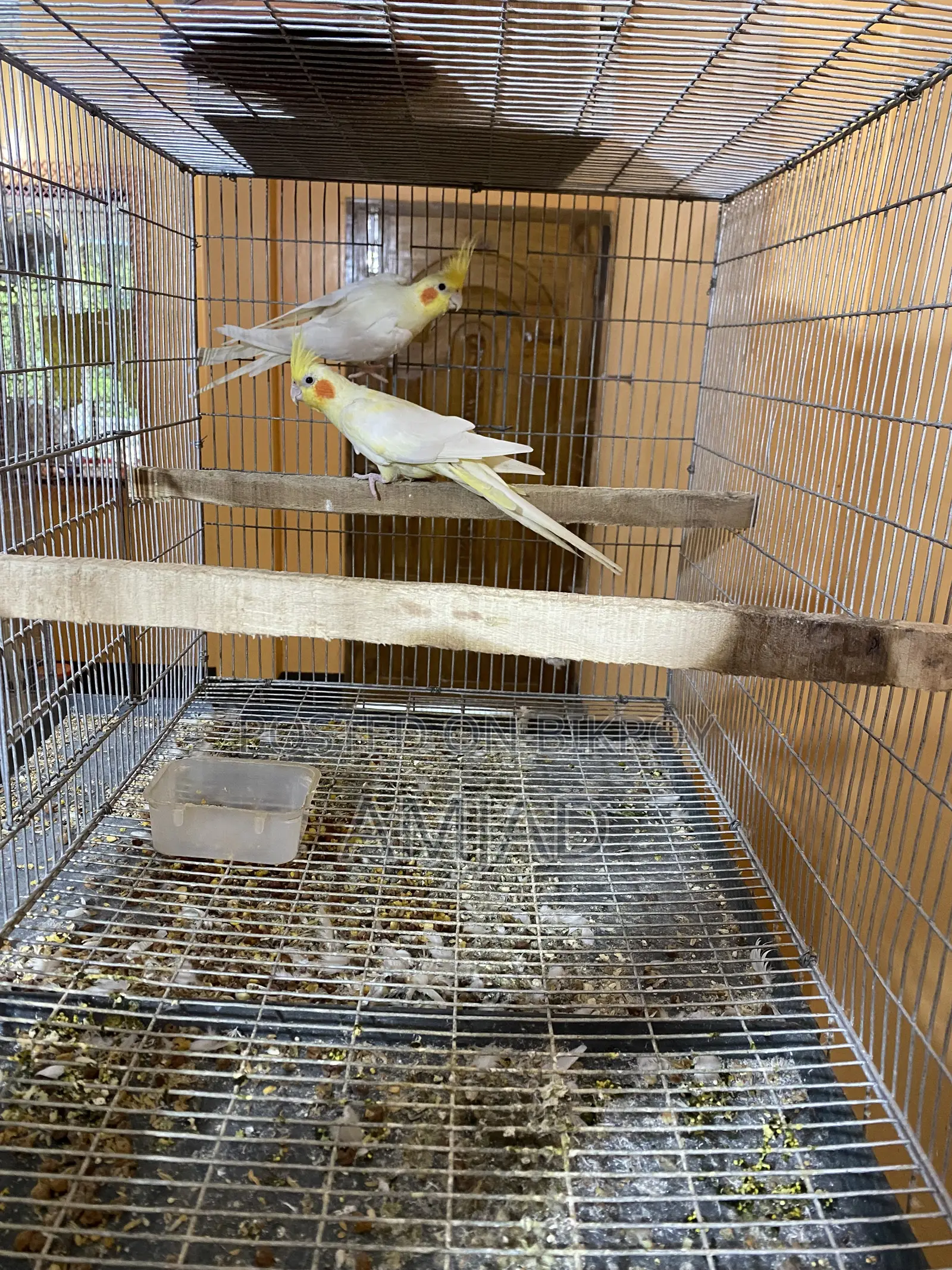 ককাটেল ব্রিডিং পেয়ার