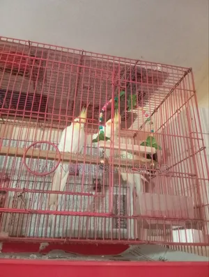 Cockatiel, Lutino Running Pair