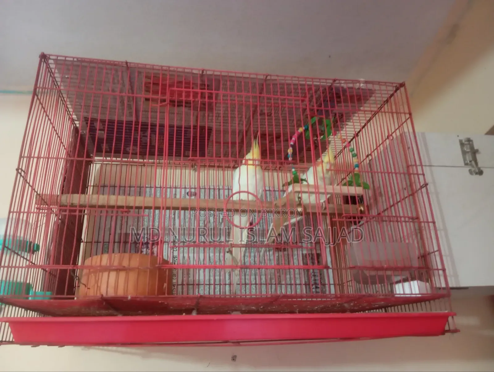 Cockatiel, Lutino Running Pair