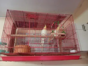Cockatiel, Lutino Running Pair
