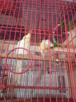 Cockatiel, Lutino Running Pair