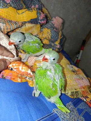 Indian Ringneck টিয়া পাখি