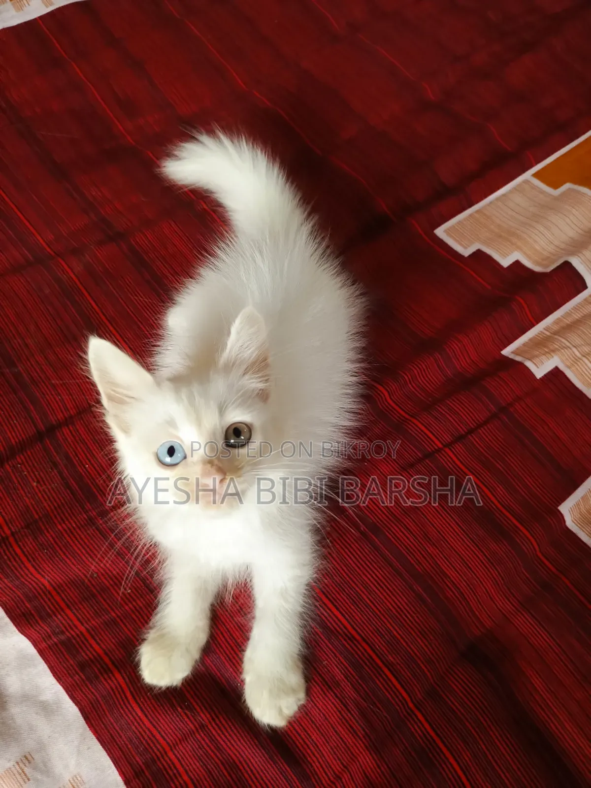 1-3 Months Female Purebred Persian
