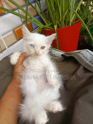 1-3 Months Female Purebred Persian