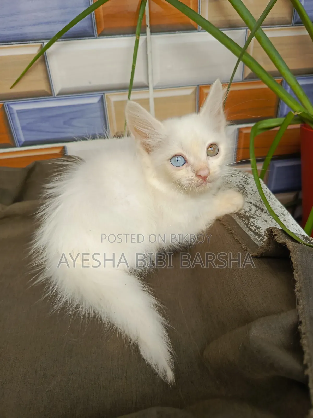 1-3 Months Female Purebred Persian