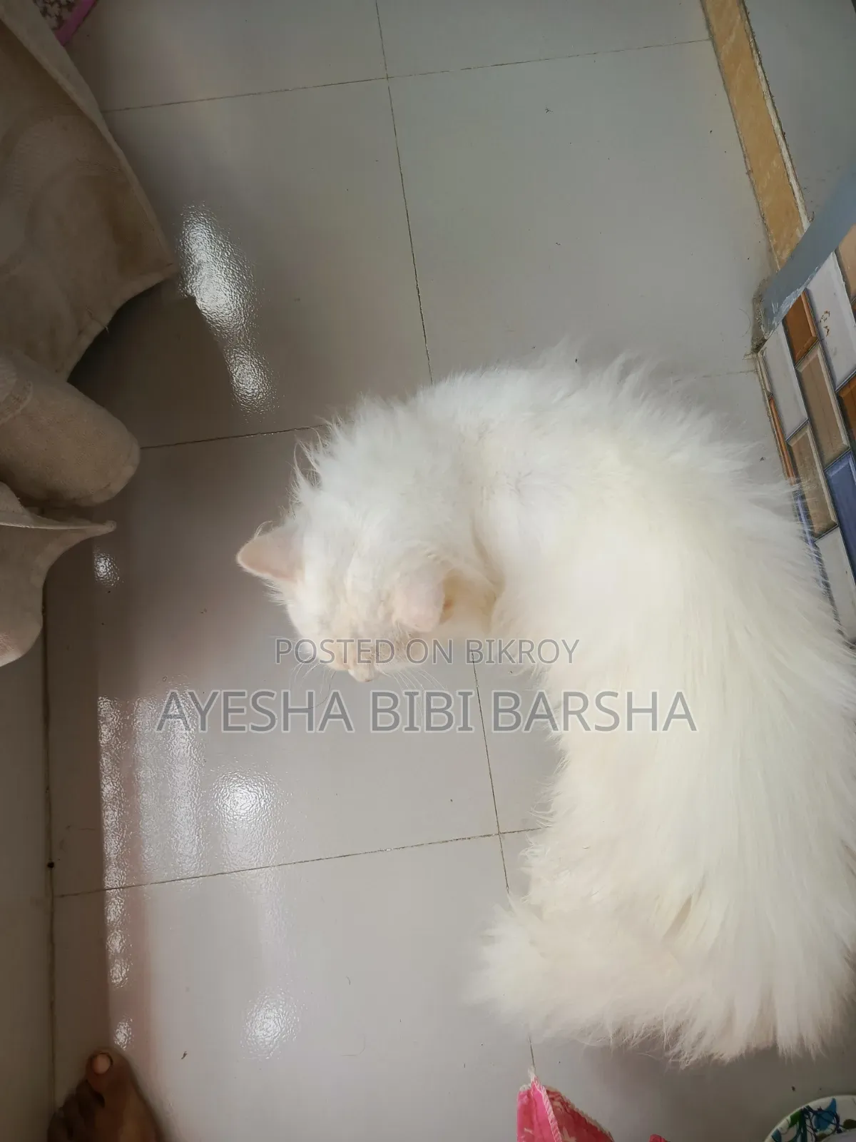 1-3 Months Female Purebred Persian