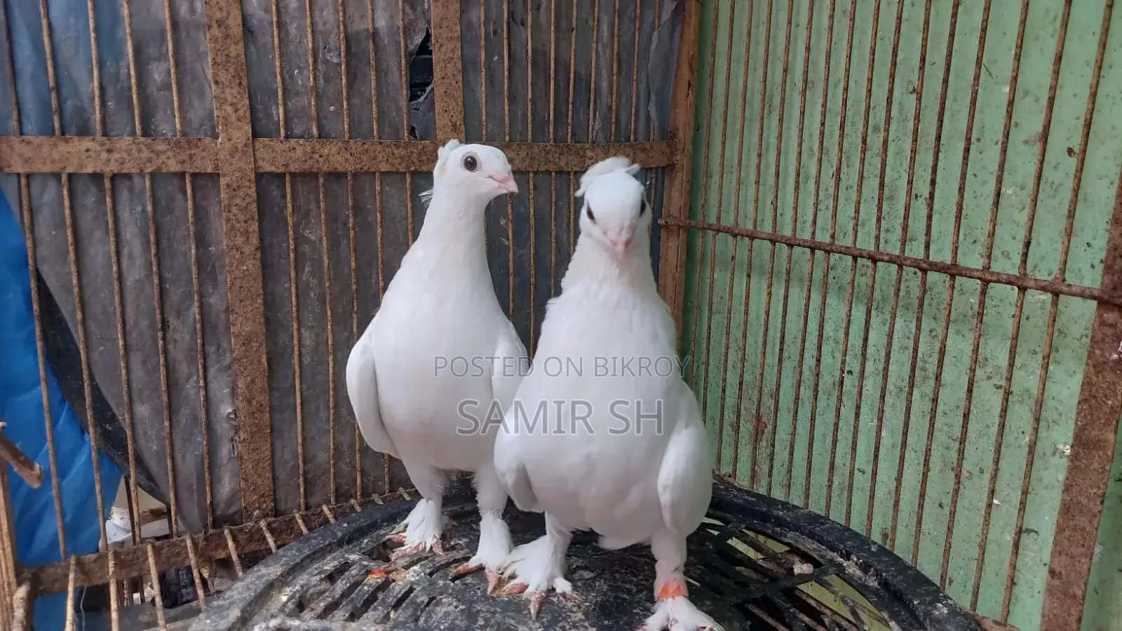 Royal Tumbler Kaji Pigeon