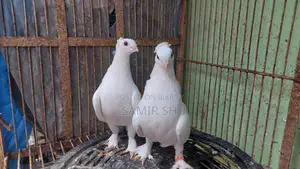 Royal Tumbler Kaji Pigeon