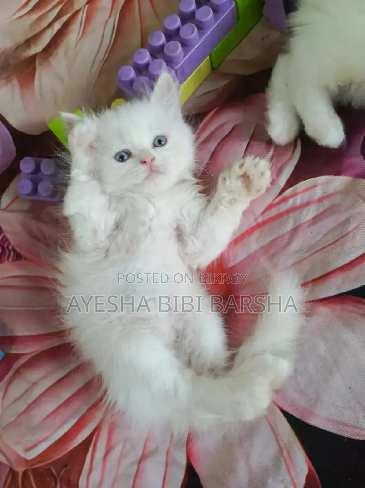 1-3 Months Female Purebred Persian