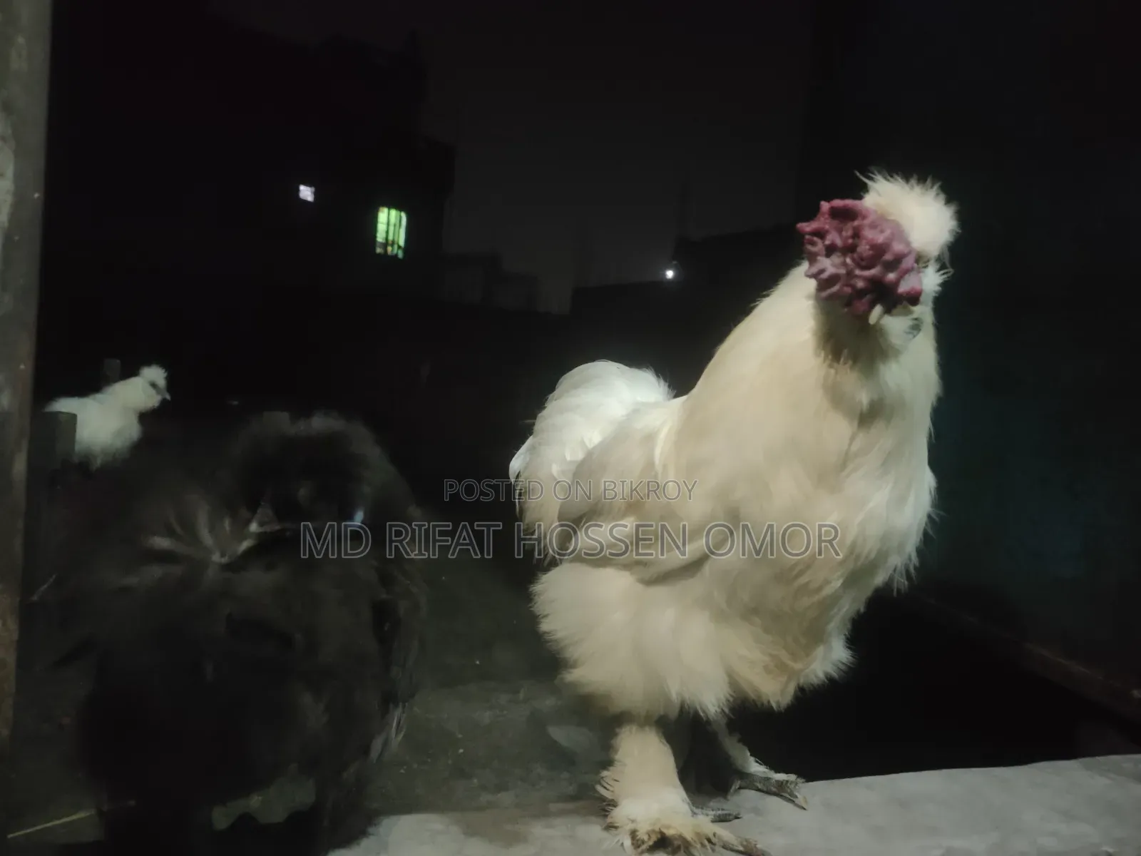 Top Quality Silkie