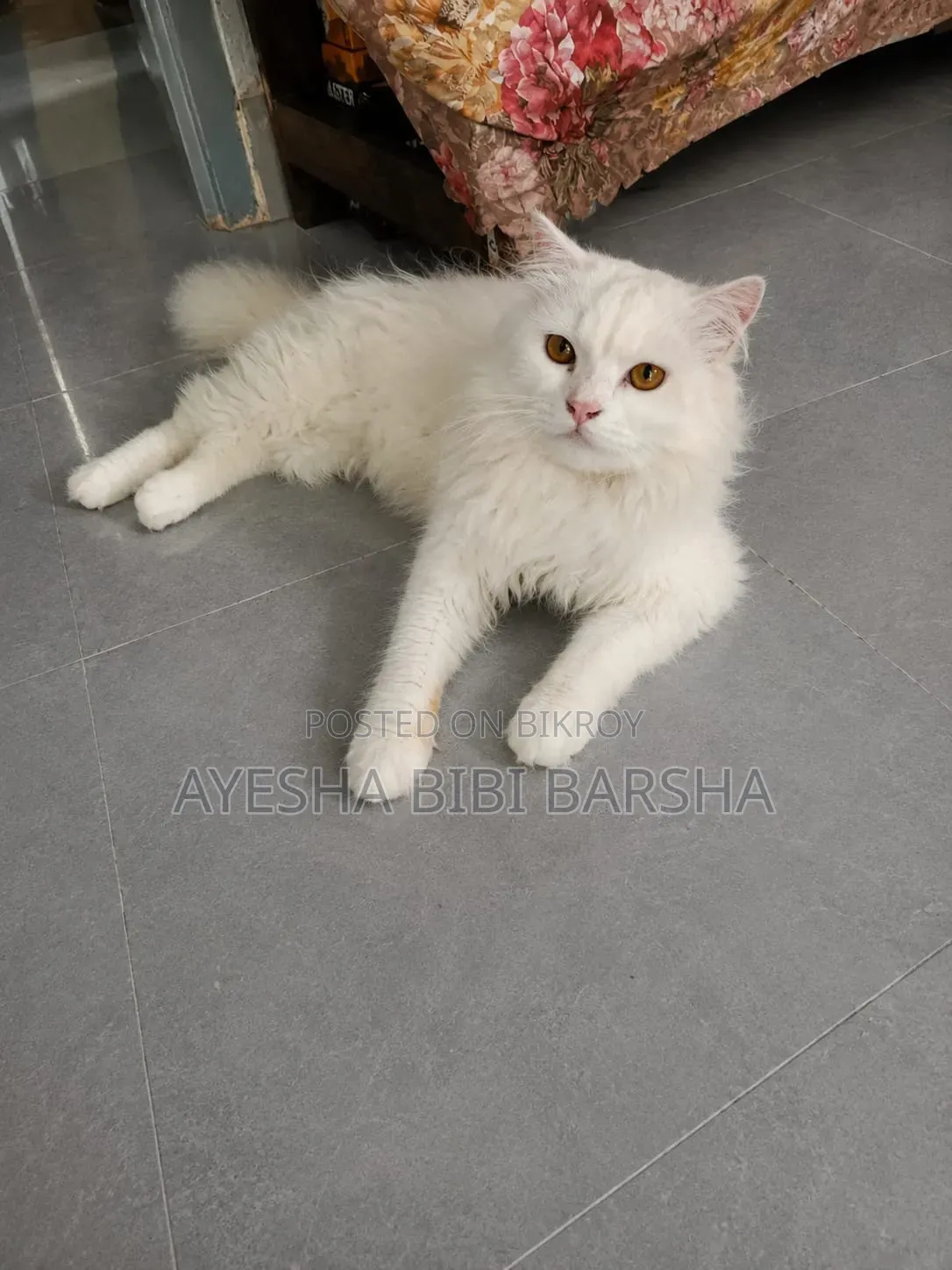 1-3 Months Female Purebred Persian
