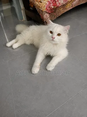 1-3 months Female Purebred Persian