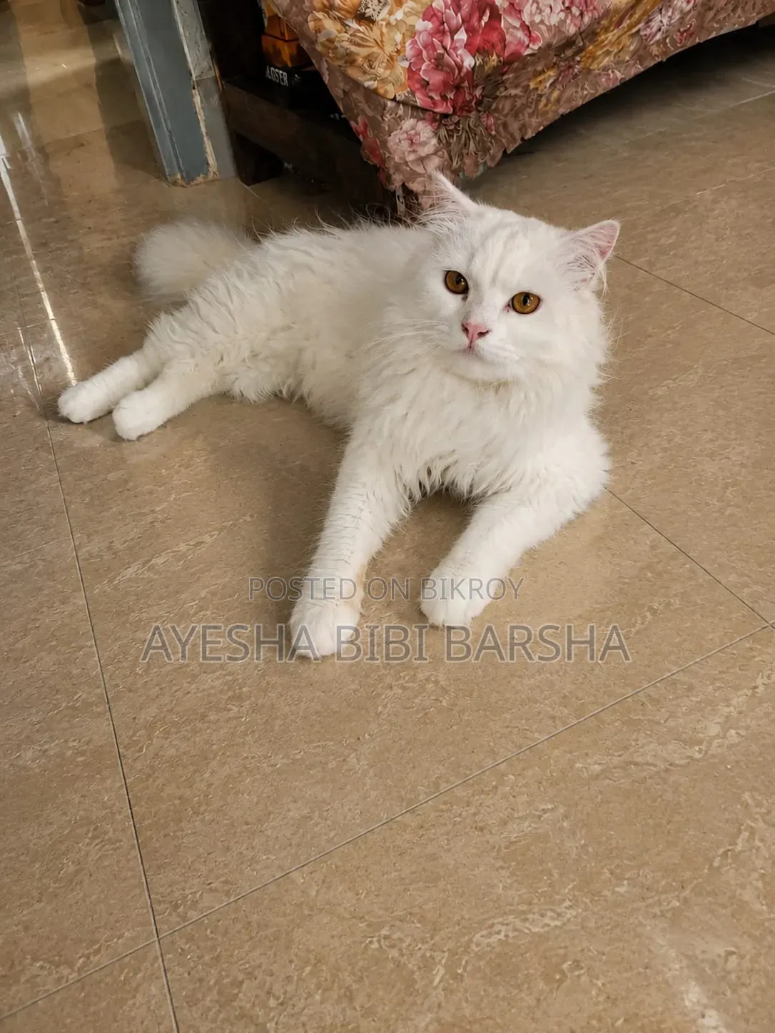 1-3 Months Female Purebred Persian