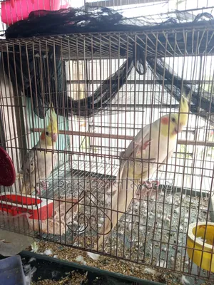 Cockatiel Bird 1 Pair