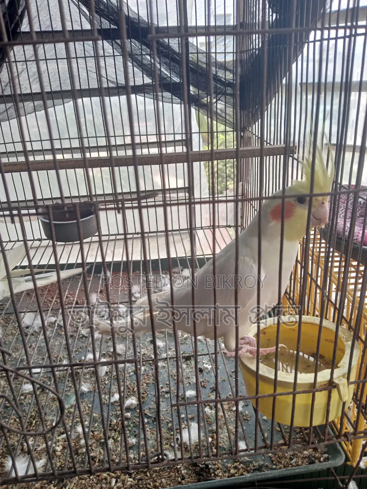Cockatiel Bird 1 Pair