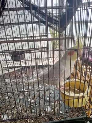 Cockatiel Bird 1 Pair
