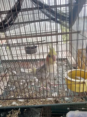 Cockatiel Bird 1 Pair