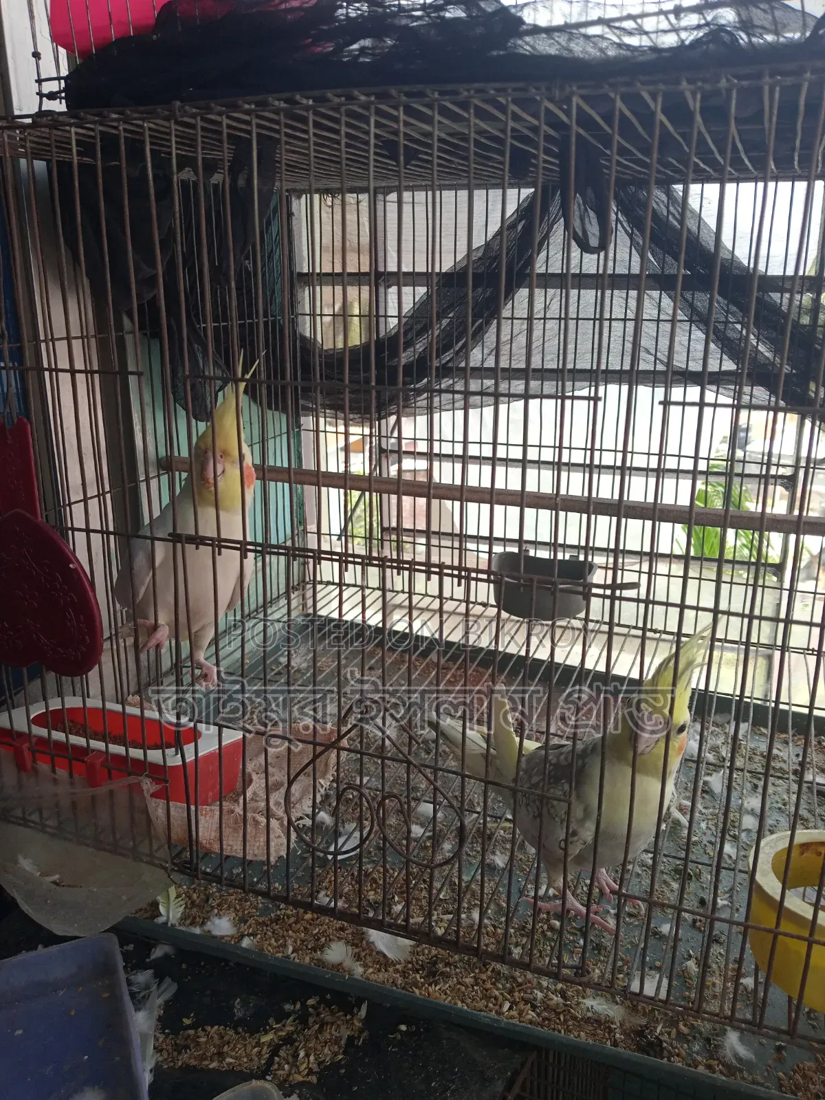 Cockatiel Bird 1 Pair