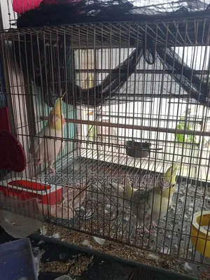 Cockatiel Bird 1 Pair
