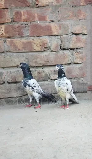রানিং পেয়ার ওমান টেডি