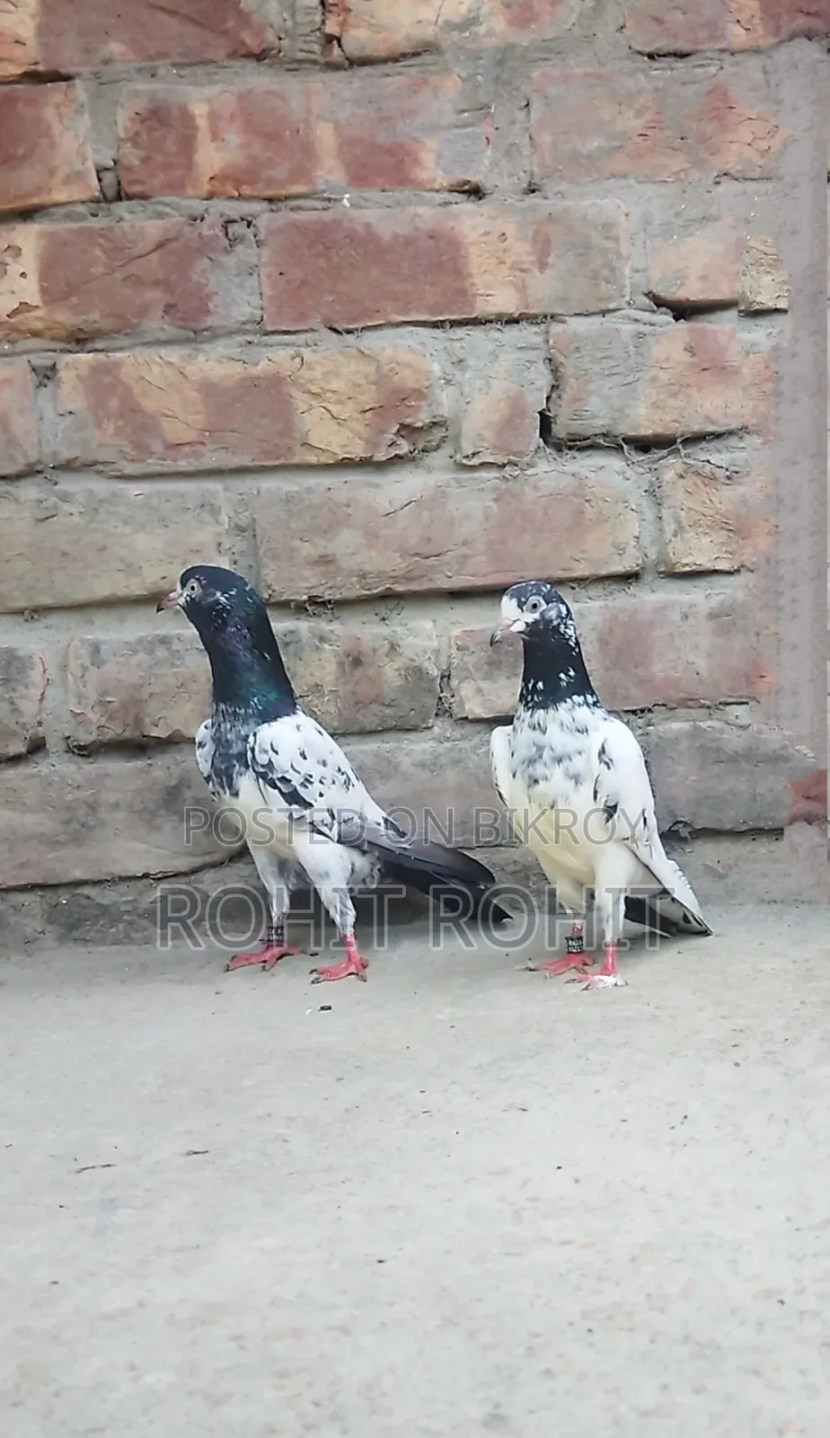 রানিং পেয়ার ওমান টেডি