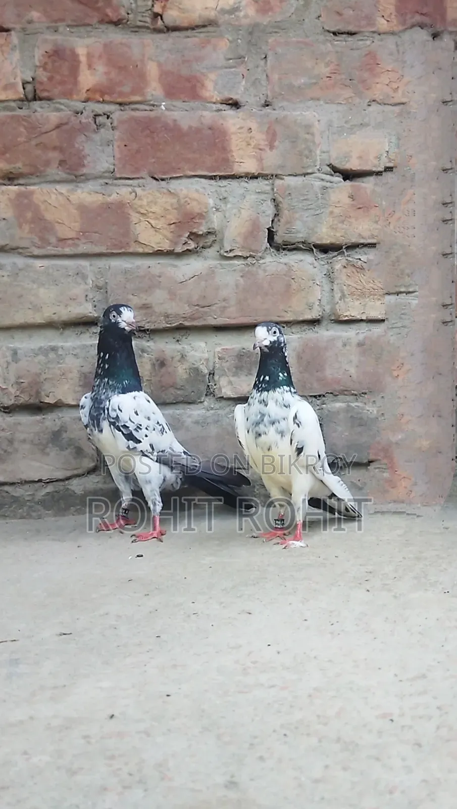 রানিং পেয়ার ওমান টেডি