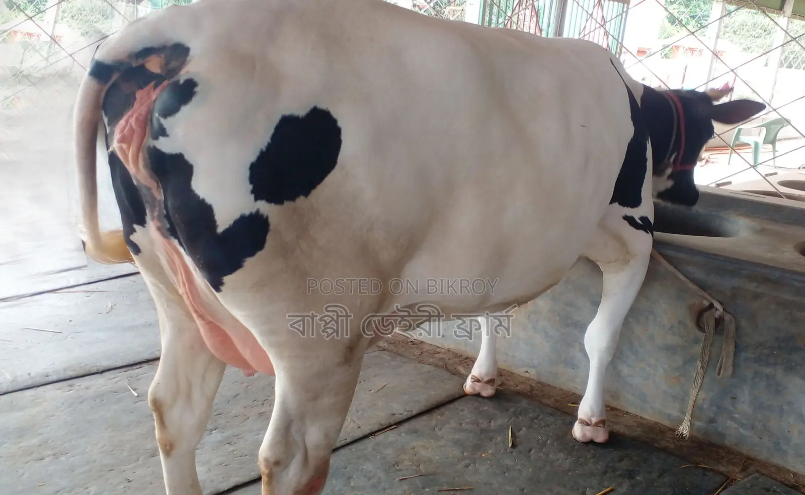 Cow of good breed number 1281.