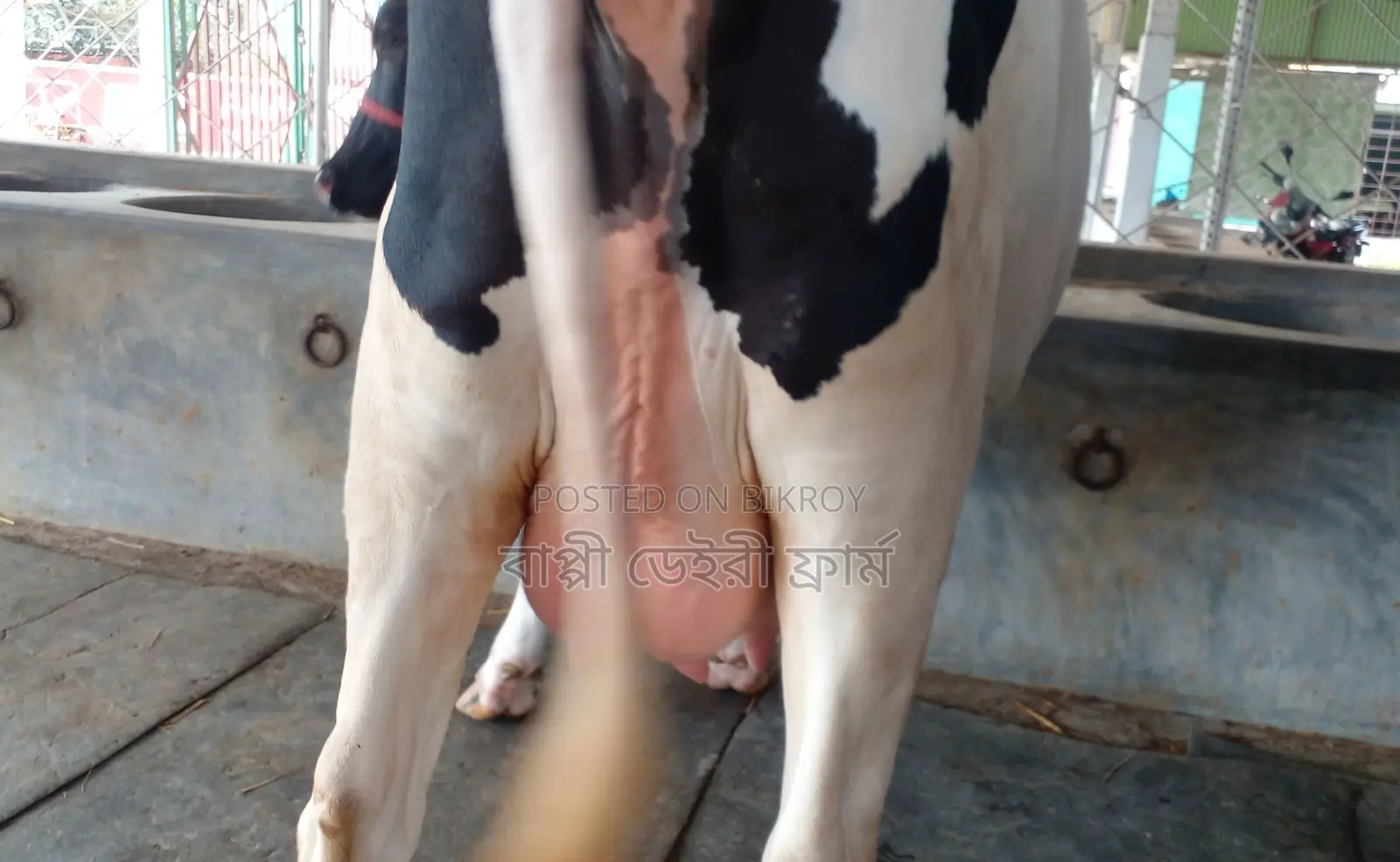 Cow of good breed number 1281.