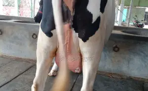 Cow of good breed number 1281.
