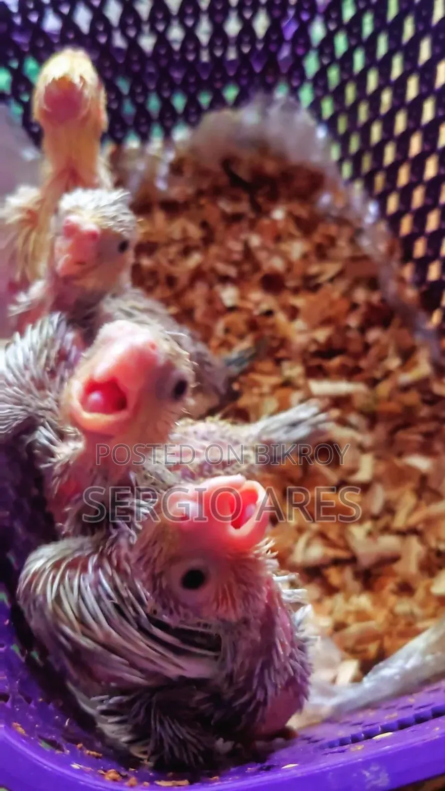 Tame Size Baby Cockatiel
