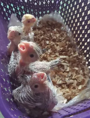 Tame Size Baby Cockatiel