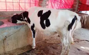 1282 No. Improved Breed Heifer Calf.