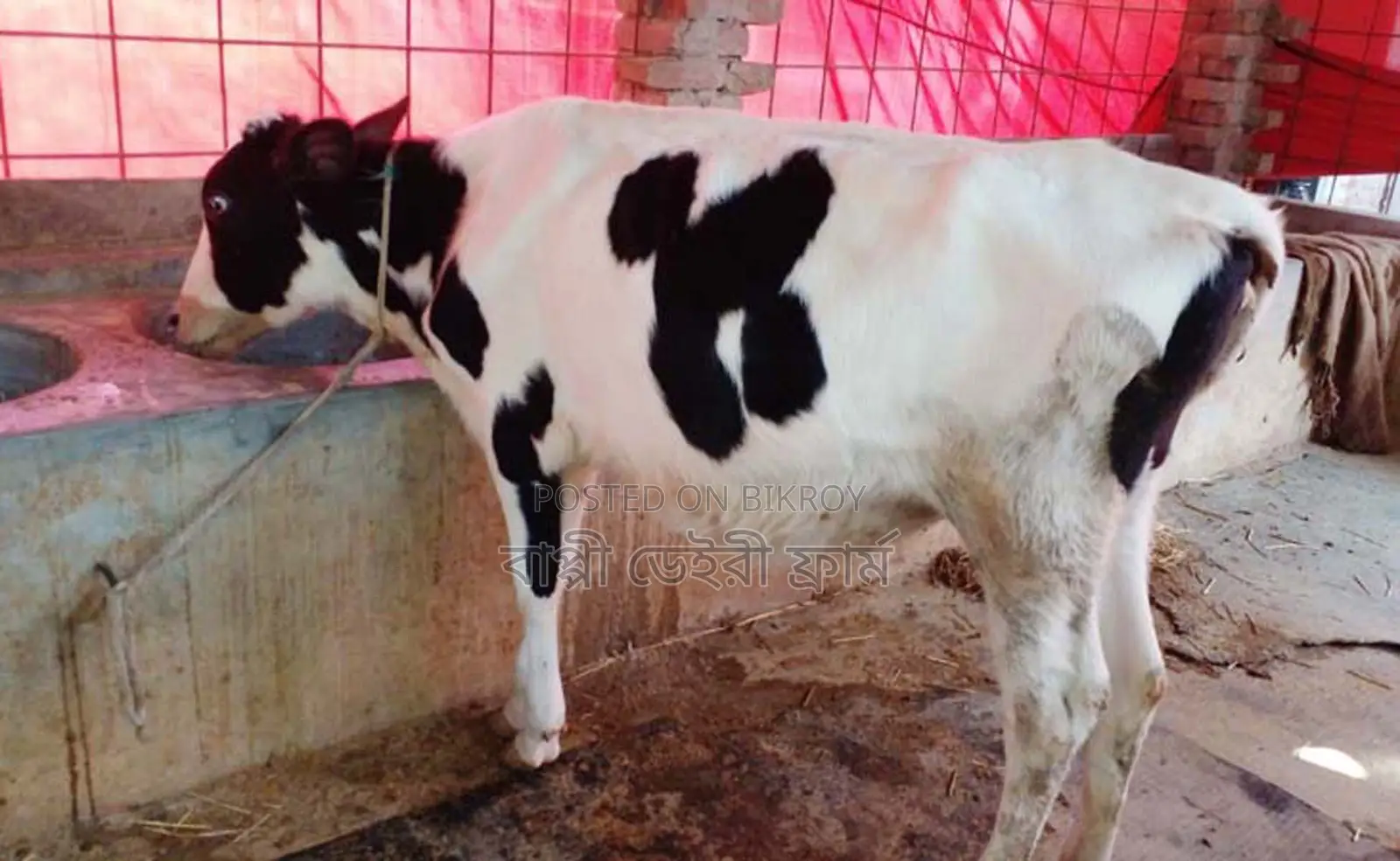 1282 No. Improved Breed Heifer Calf.