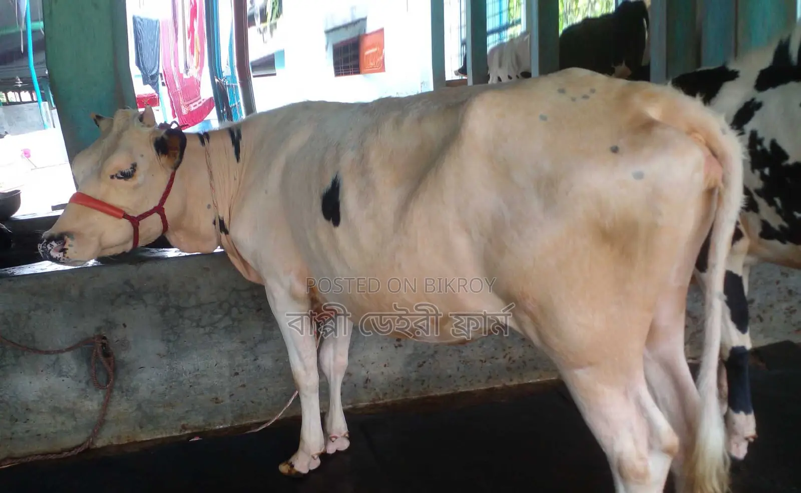 1283 Improved Breed Heifer for Sale.