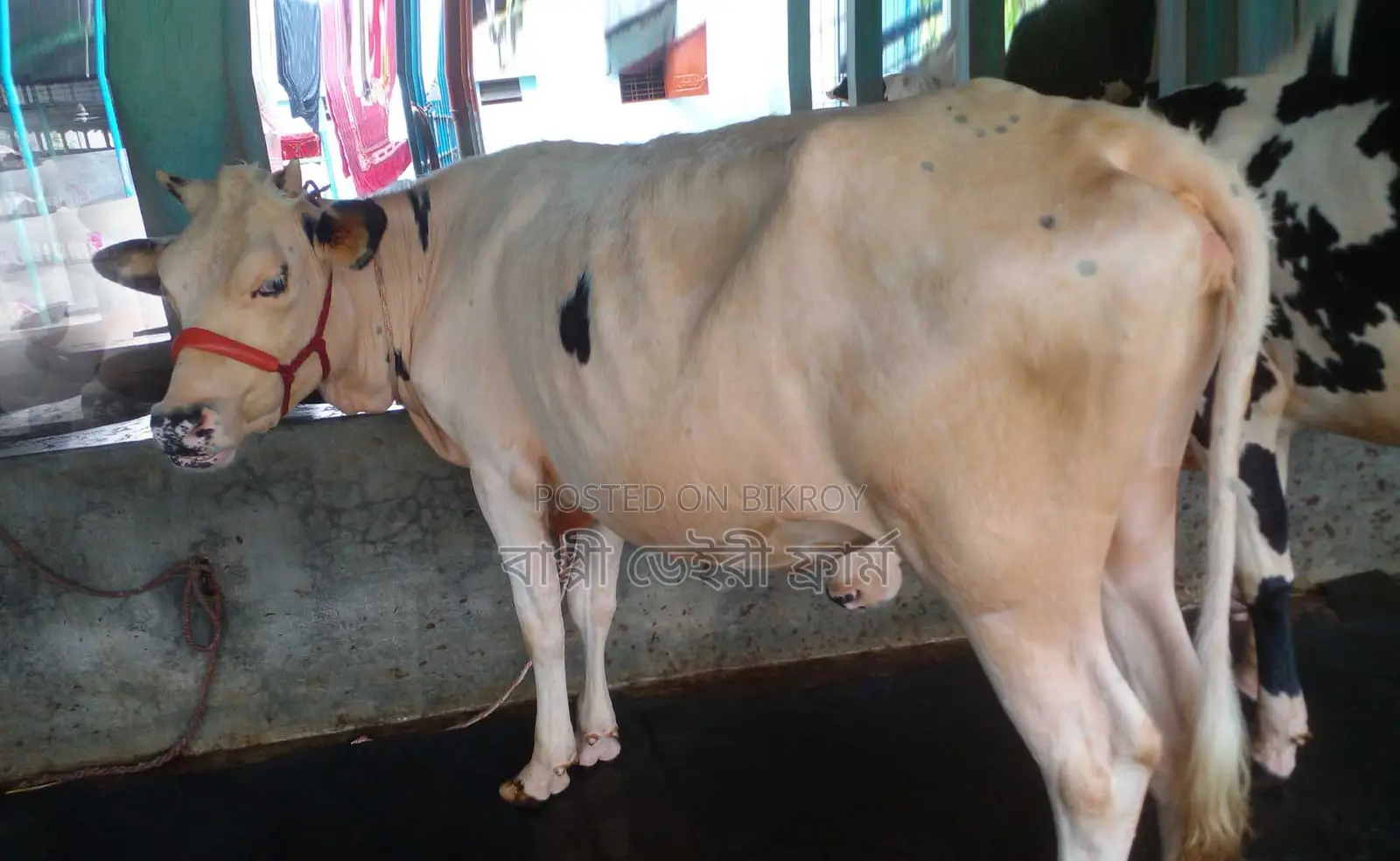 1283 Improved Breed Heifer for Sale.