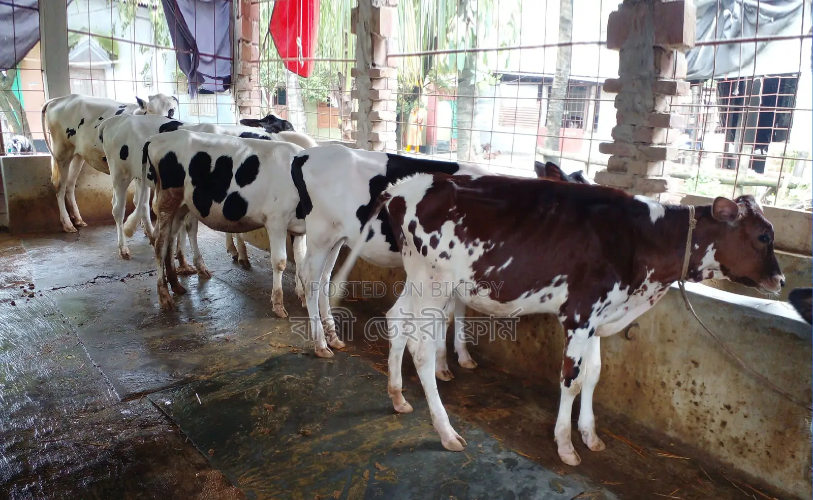 1285 number high-quality 5 heifers for sale.