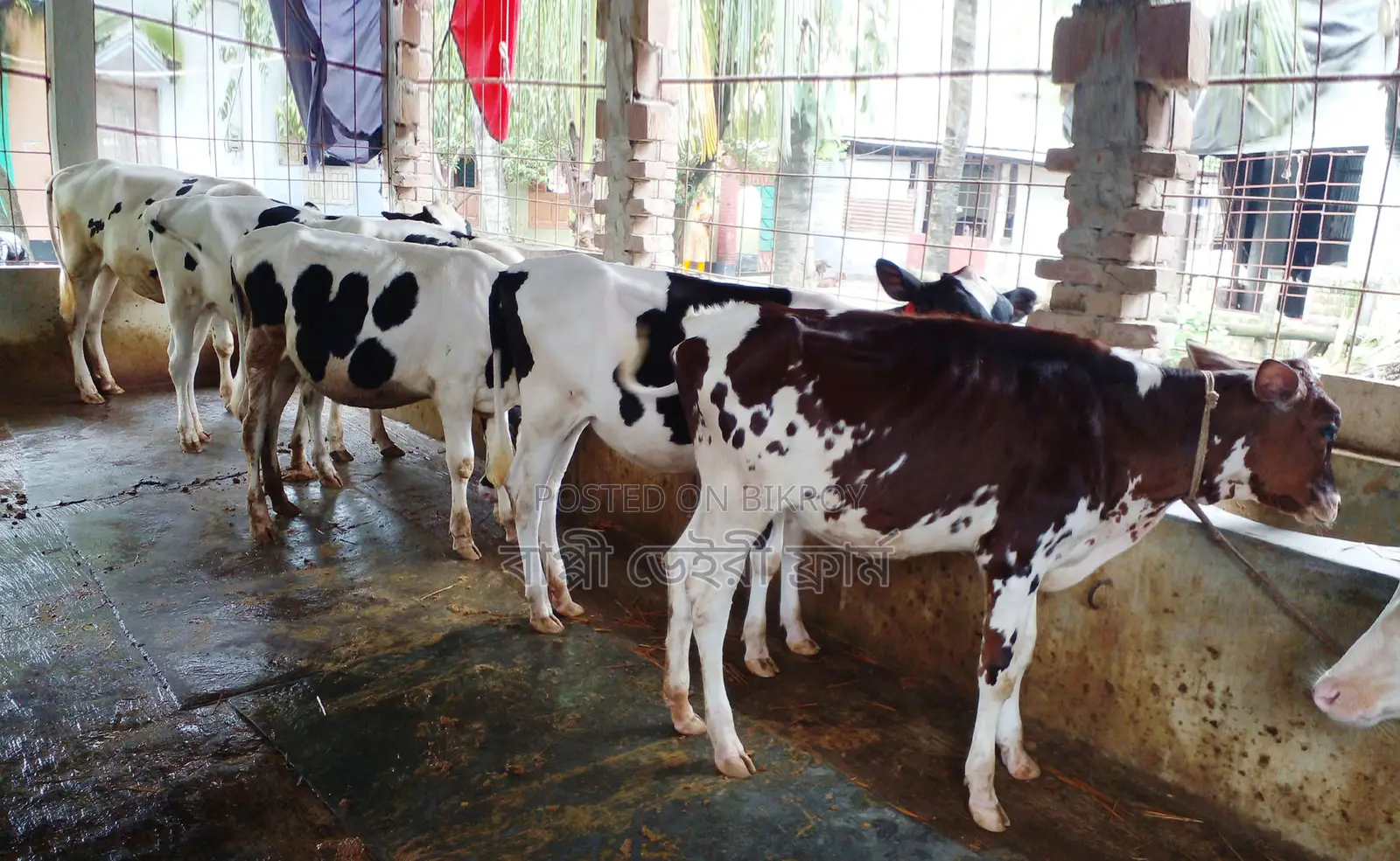 1285 number high-quality 5 heifers for sale.