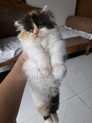 1-3 months Female Purebred Persian