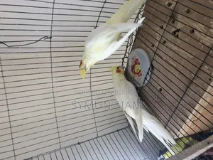 লুটিনো রেড আই ককাটেল