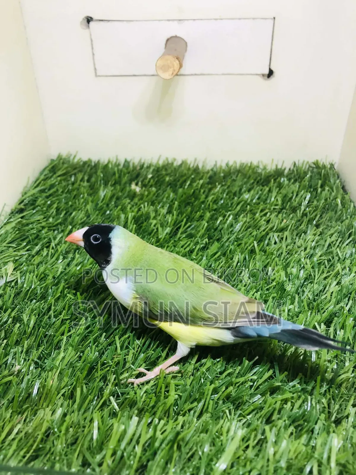 গোল্ডিয়ান ফিঞ্চ ফিমেল