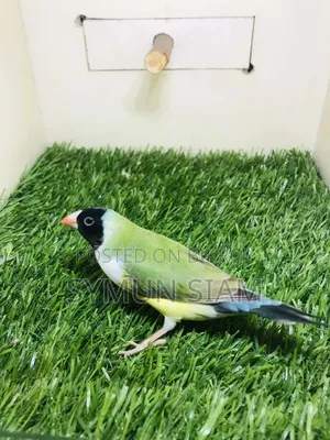 গোল্ডিয়ান ফিঞ্চ ফিমেল