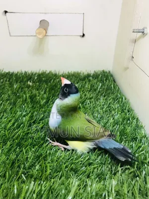 গোল্ডিয়ান ফিঞ্চ ফিমেল