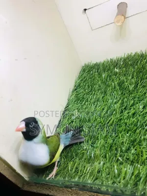 গোল্ডিয়ান ফিঞ্চ ফিমেল