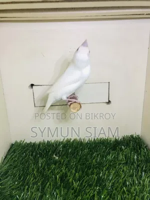 গোল্ডিয়ান গ্রে হেড সিলভার ফিমেল