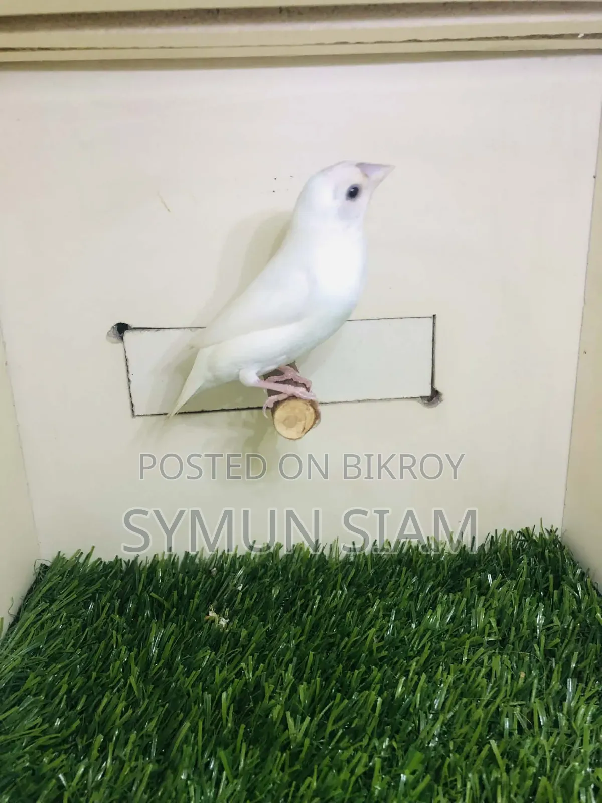 গোল্ডিয়ান গ্রে হেড সিলভার ফিমেল